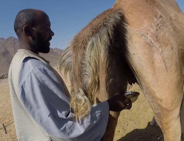 The pee of a camel comes out as thick as syrup