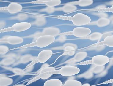 A sperm can travel up to 7 inches in an hour s time