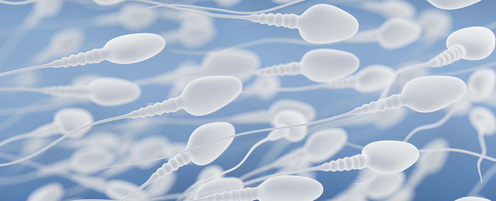 A sperm can travel up to 7 inches in an hour s time