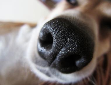 No 2 dogs will have the same nose print dog nose prints are as unique as your fingerprints some kennel clubs have accepted nose prints as dog ids since 1938