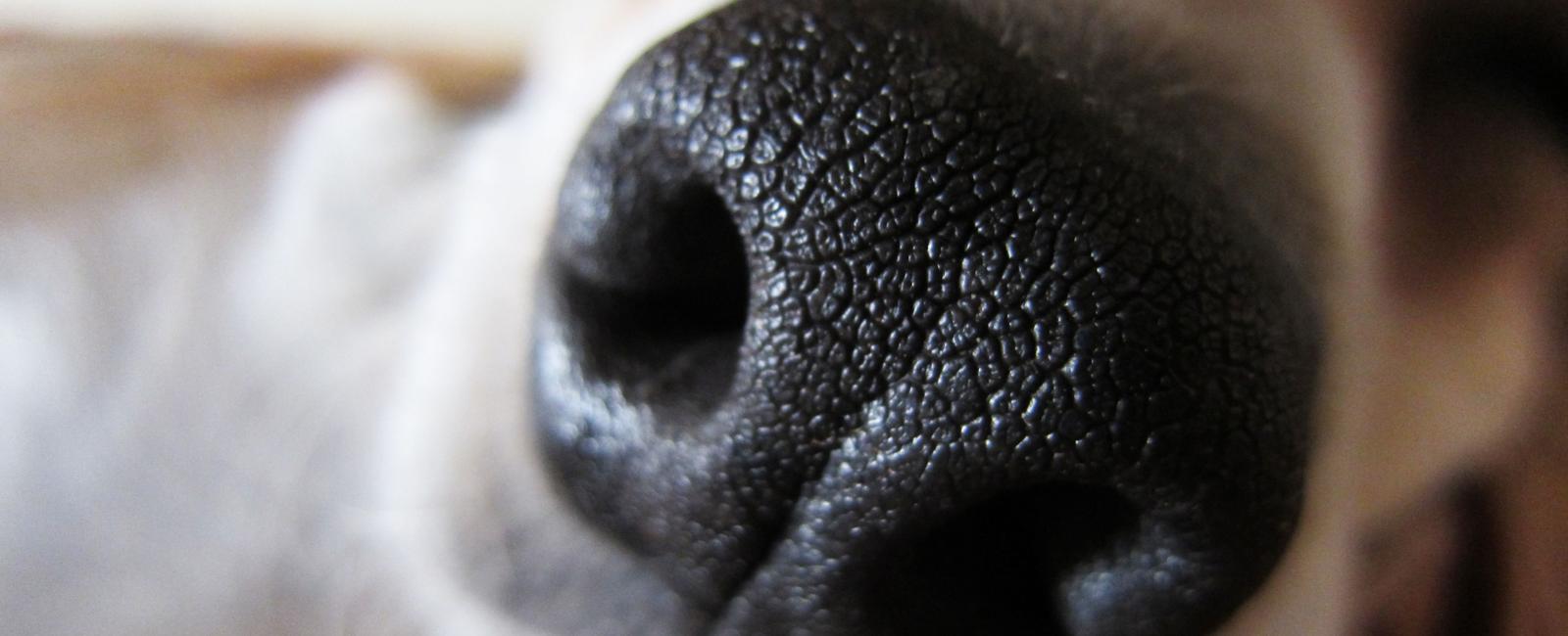 No 2 dogs will have the same nose print dog nose prints are as unique as your fingerprints some kennel clubs have accepted nose prints as dog ids since 1938