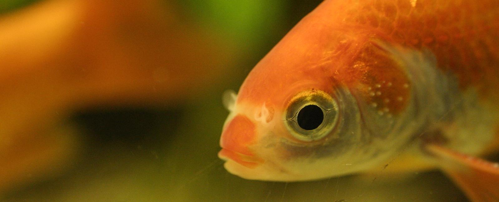 Goldfish don t have the uber short lifespan you think they have scientists have discovered that goldfish in the wild can live up to 41 years compared to 10 years in captivity