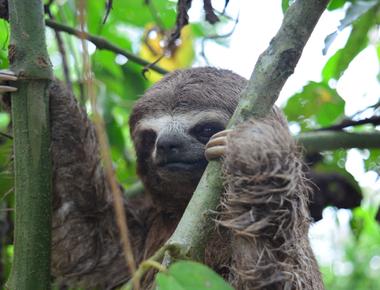 Sloths don t require many resources as it takes them up to a month to digest their food