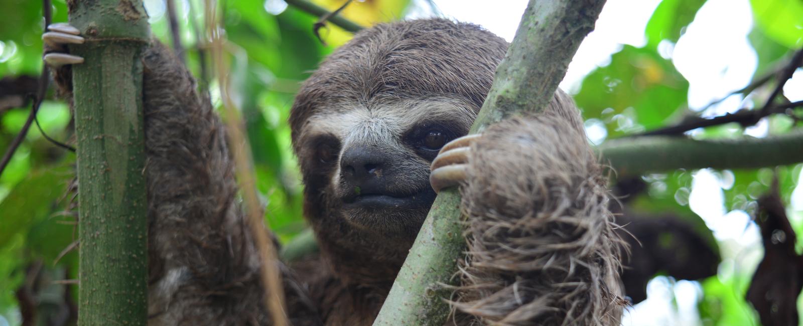 Sloths don t require many resources as it takes them up to a month to digest their food