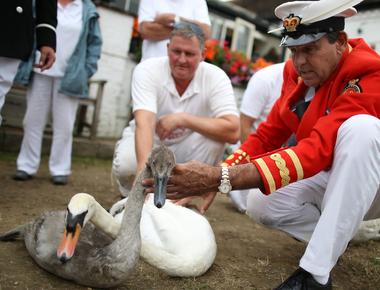 The queen owns all the swans in the river thames