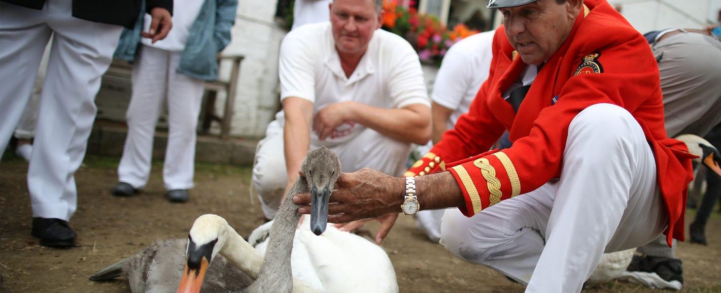 The queen owns all the swans in the river thames