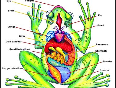 Frogs don t have external ears like you while they have an inner ear and middle ear like you their eardrum or tympanum is outside it s the circle you see behind their eyes