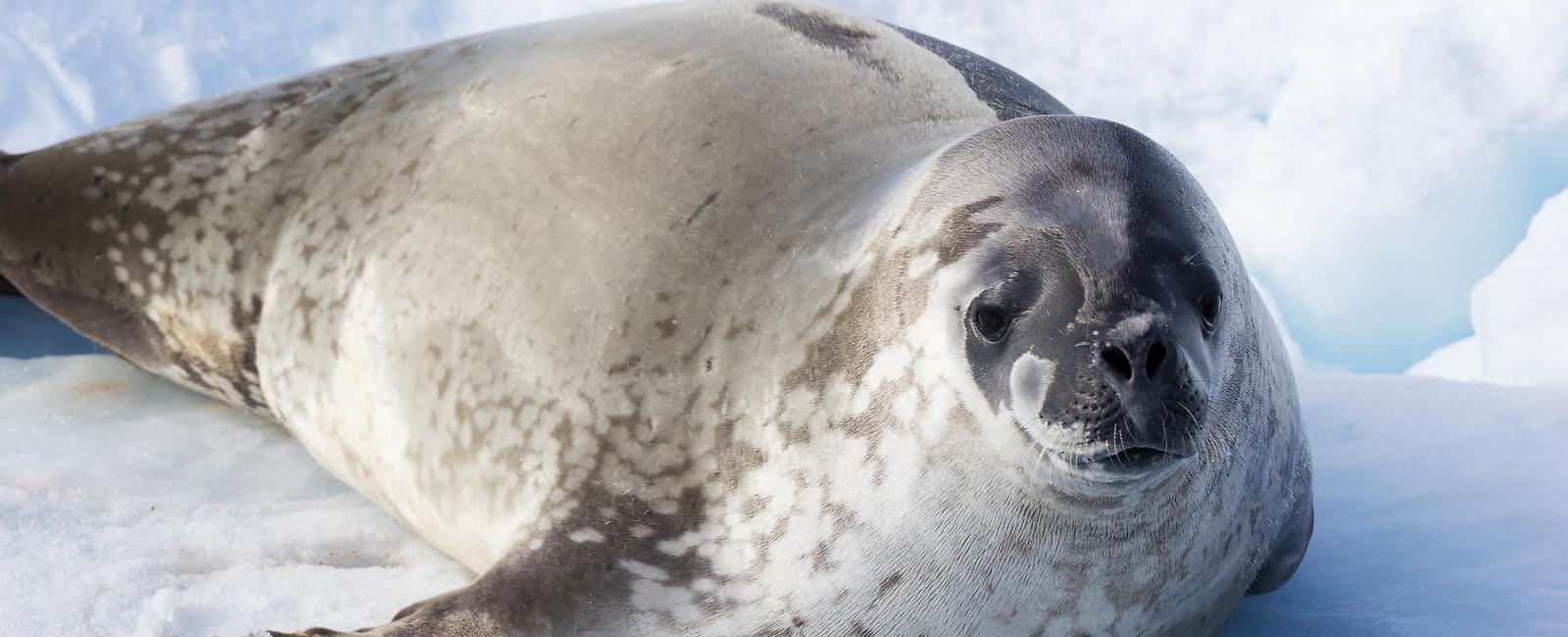 There are no land mammals in antarctica but there are lots of whales penguins and seals in antarctica s water