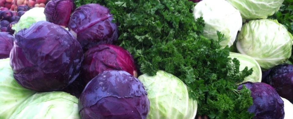 Cabbage contains almost as much water as watermelon