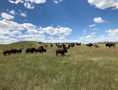 The northern great plains one of the four remaining temperate grasslands on earth are spread across 180 million acres over two canadian provinces and five u s states