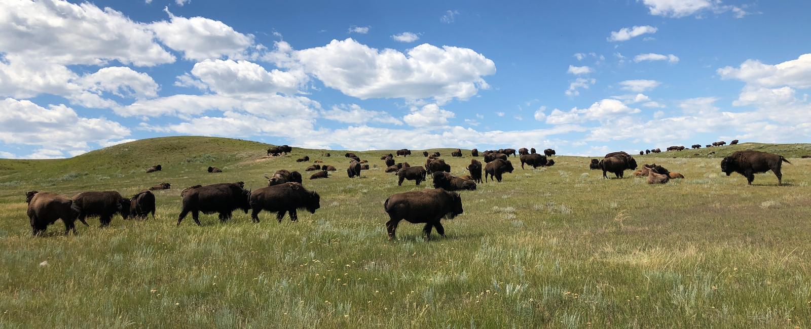 The northern great plains one of the four remaining temperate grasslands on earth are spread across 180 million acres over two canadian provinces and five u s states