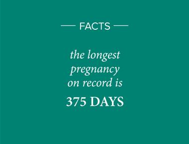 The longest pregnancy in humans on record is 375 days 12 5 months