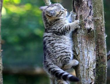 A cat can t climb head first down a tree because every claw on a cat s paw points the same way to get down from a tree a cat must back down