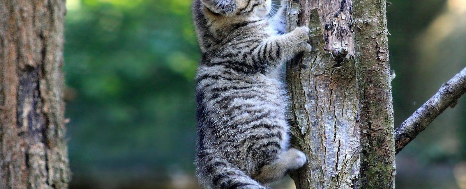 A cat can t climb head first down a tree because every claw on a cat s paw points the same way to get down from a tree a cat must back down
