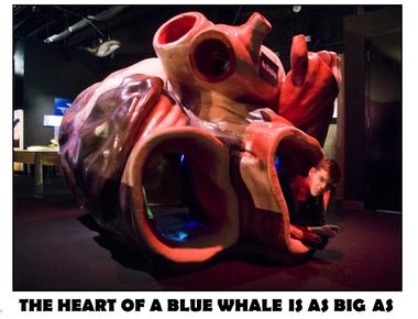A blue whale s heart can be as large as a car