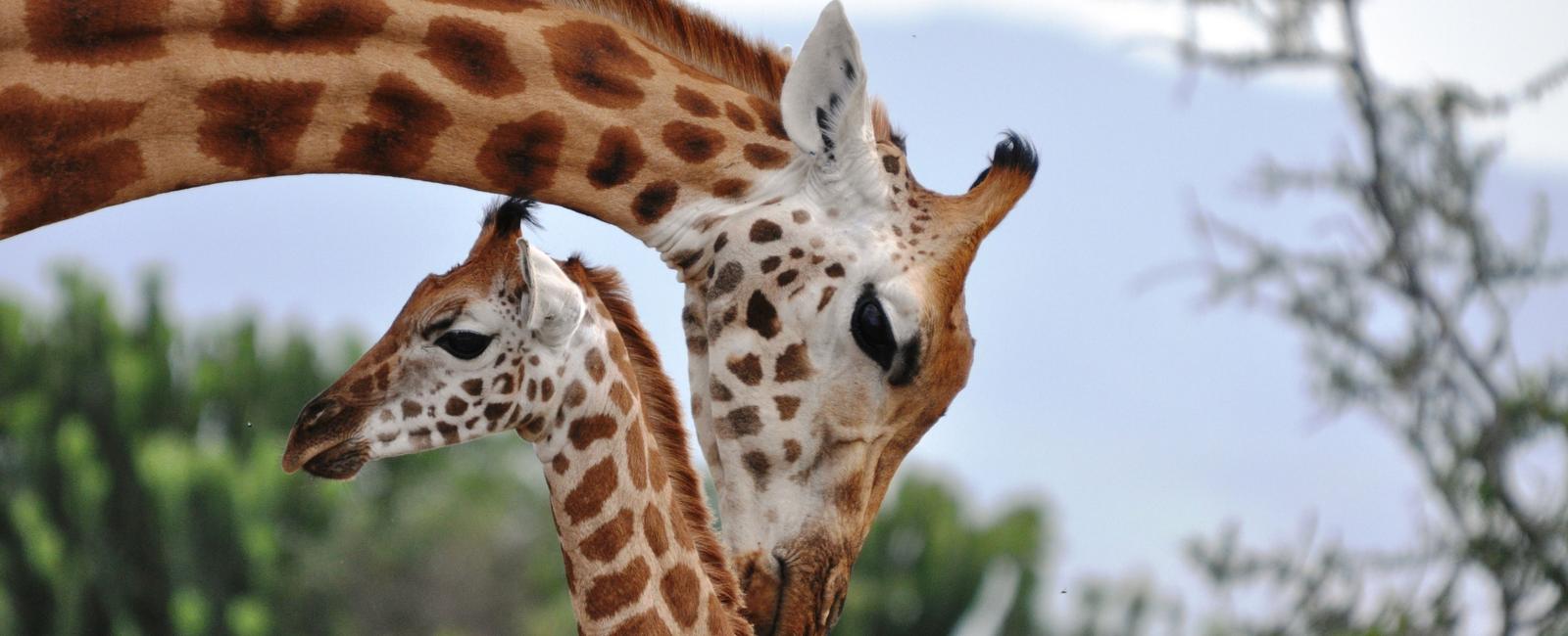 Giraffes have been misunderstood and are just as socially complex as elephants