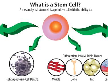 Stem cells have the ability to transform and become various kinds of cells