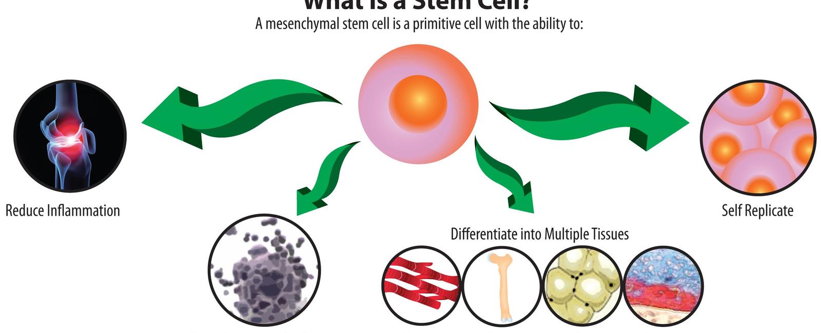 Stem cells have the ability to transform and become various kinds of cells