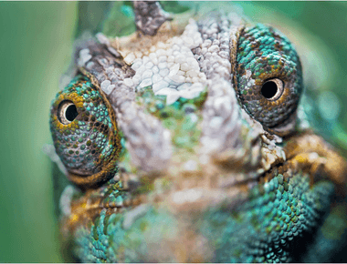 Chameleons can move their eyes in two directions at the same time