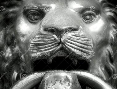 The muzzle of a lion is like a fingerprint no two lions have the same pattern of whiskers