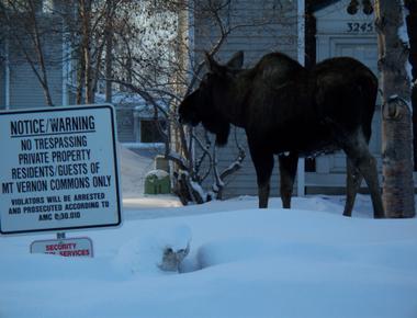 It is illegal in alaska to look at a moose from where the window of any aircraft