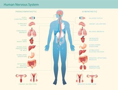 The only organ with its own nervous system is the gut