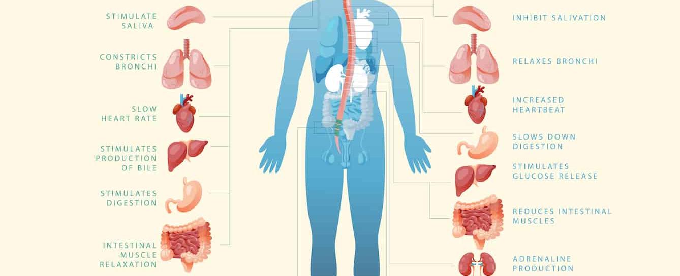 The only organ with its own nervous system is the gut