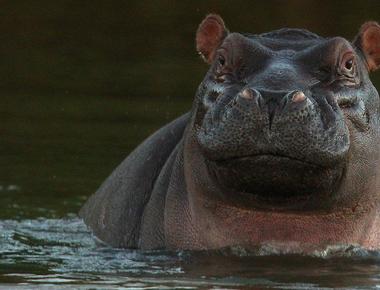 Hippopotamuses have killed more people in africa than any other animal