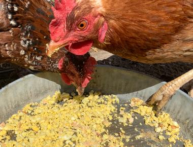 What a hen eats determines the color of its egg yolk alfalfa or yellow corn feed usually produces a medium yellow yolk while a barley and wheat diet produces light yellow yolks the yolk color has nothing to do with its nutritional value