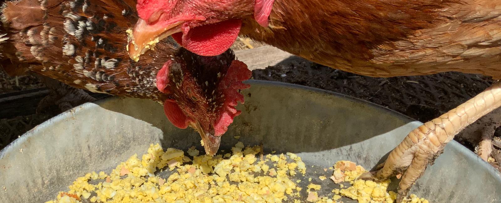 What a hen eats determines the color of its egg yolk alfalfa or yellow corn feed usually produces a medium yellow yolk while a barley and wheat diet produces light yellow yolks the yolk color has nothing to do with its nutritional value