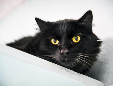 Fearing the animals were in danger from satanic cults animal shelters used to suspend adoptions of black cats in the days leading up to halloween