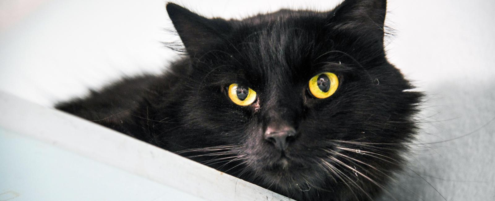 Fearing the animals were in danger from satanic cults animal shelters used to suspend adoptions of black cats in the days leading up to halloween