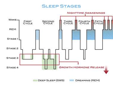 About 20 25 of sleep for healthy adults is in the rem phase