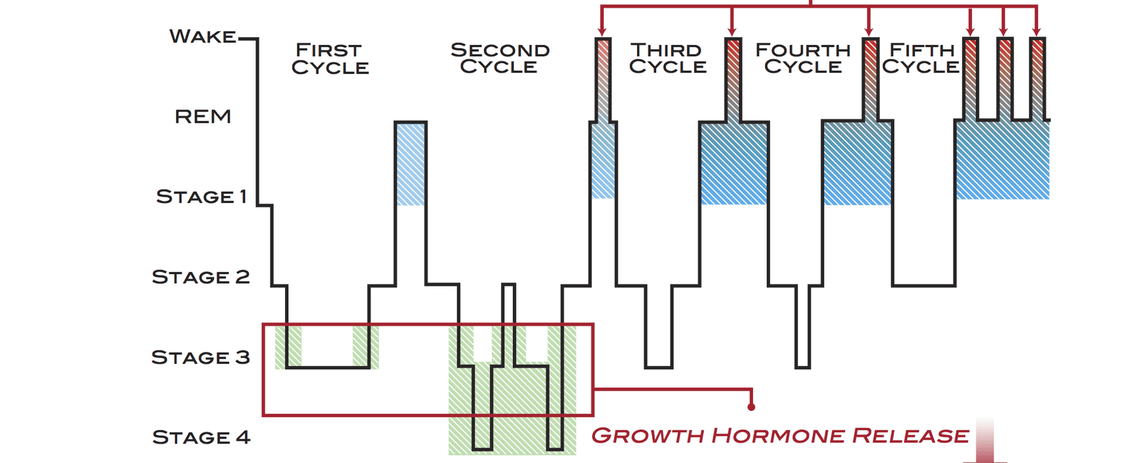 In a normal healthy sleep period a person will experience 4 6 sleep cycles