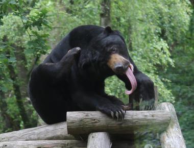 A sun bear claws grow throughout its lifetime and the length of its claws can recognize the age of sun bears