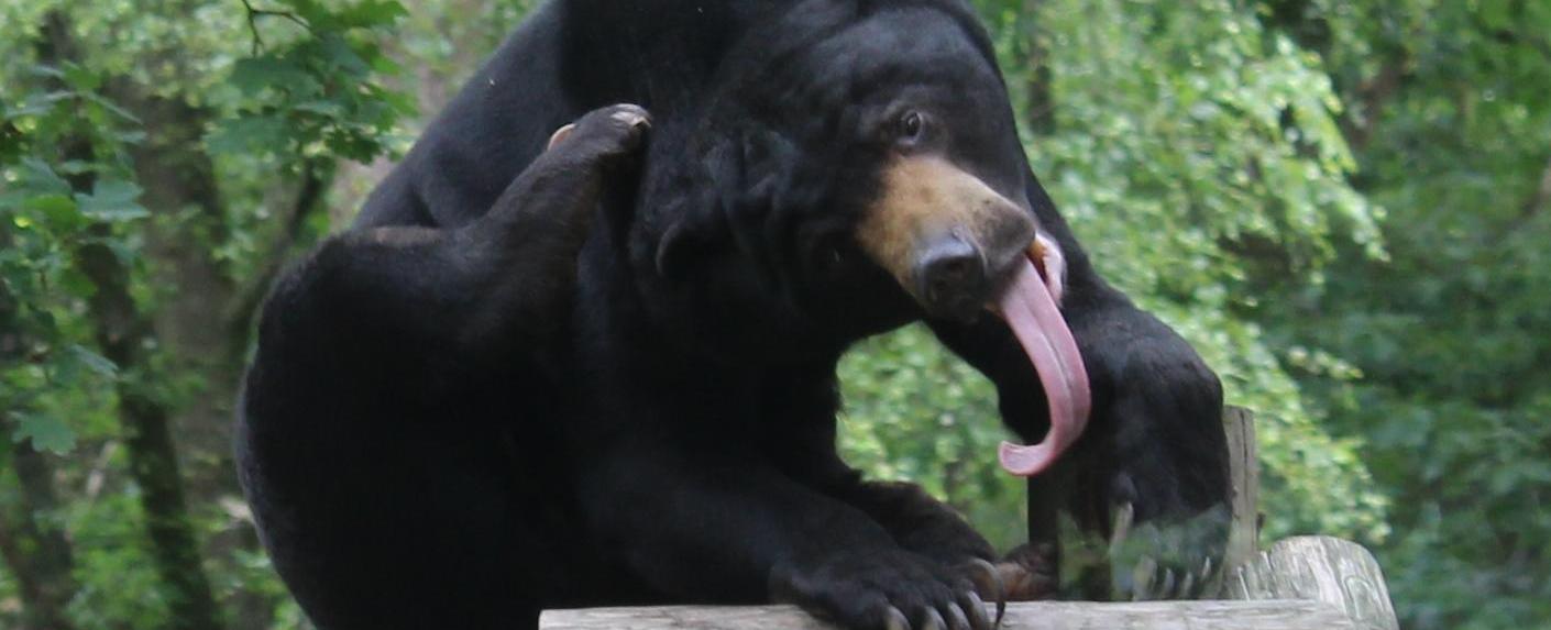 A sun bear claws grow throughout its lifetime and the length of its claws can recognize the age of sun bears