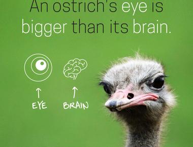 An ostrich s eye is bigger than its brain