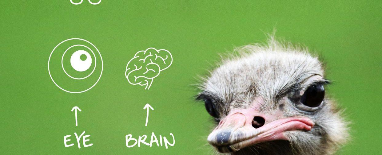 An ostrich s eye is bigger than its brain