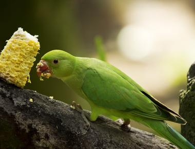 Parrots are the only birds adapted to eat with their feet the way you eat with your hands