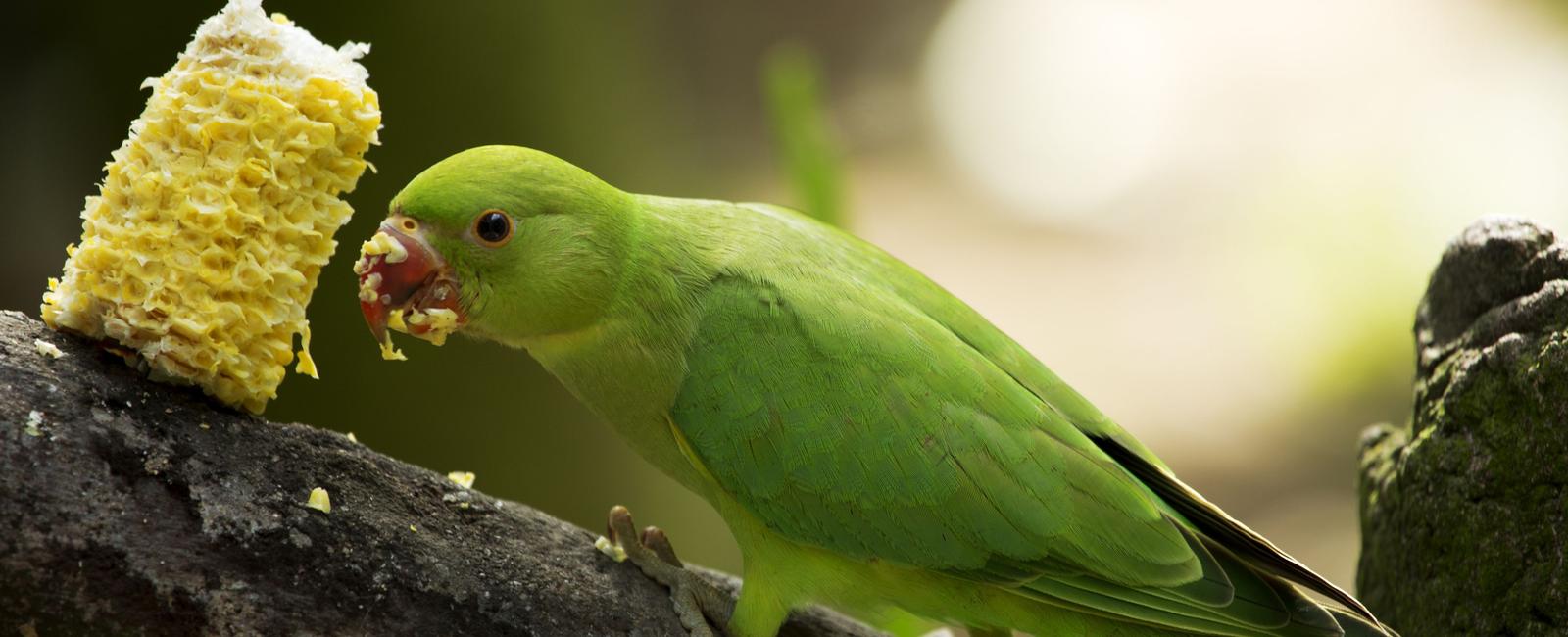 Parrots are the only birds adapted to eat with their feet the way you eat with your hands