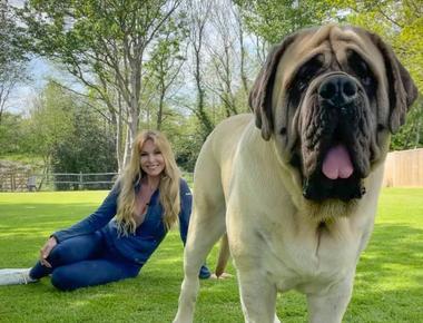 The biggest dog on record was an old english mastiff that weighed 343 pounds he was 8 feet 3 inches from nose to tail