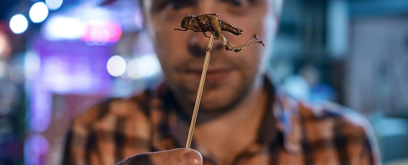 The average person will accidentally eat just under a pound of insects every year