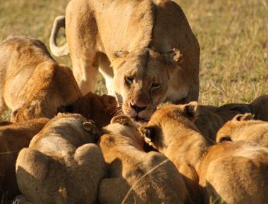 Lions are the only cats who live in groups or prides each pride may have up to 30 lions based on the availability of food and water