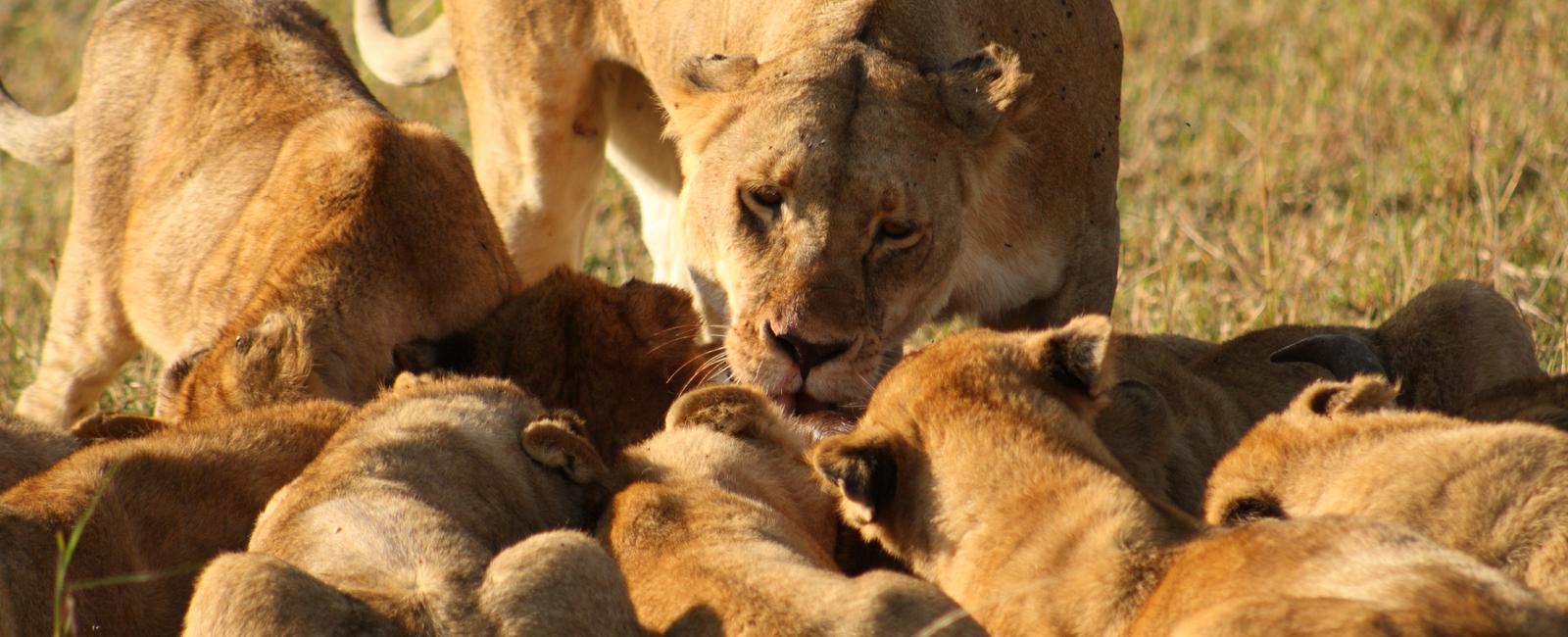 Lions are the only cats who live in groups or prides each pride may have up to 30 lions based on the availability of food and water