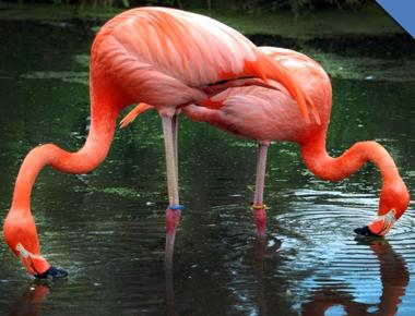 A flamingo can eat only when its head is upside down