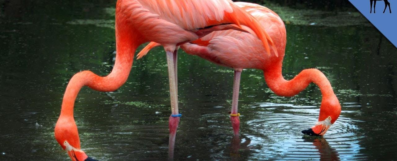 A flamingo can eat only when its head is upside down