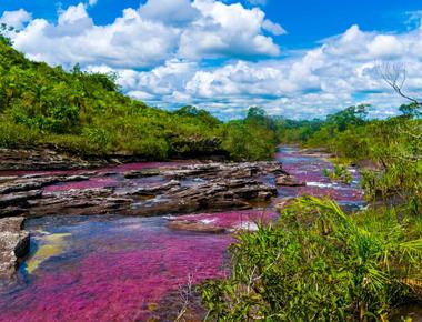 The ca o cristales river of five colours in colombia looks like a rainbow due to river weeds which blossom in different hues