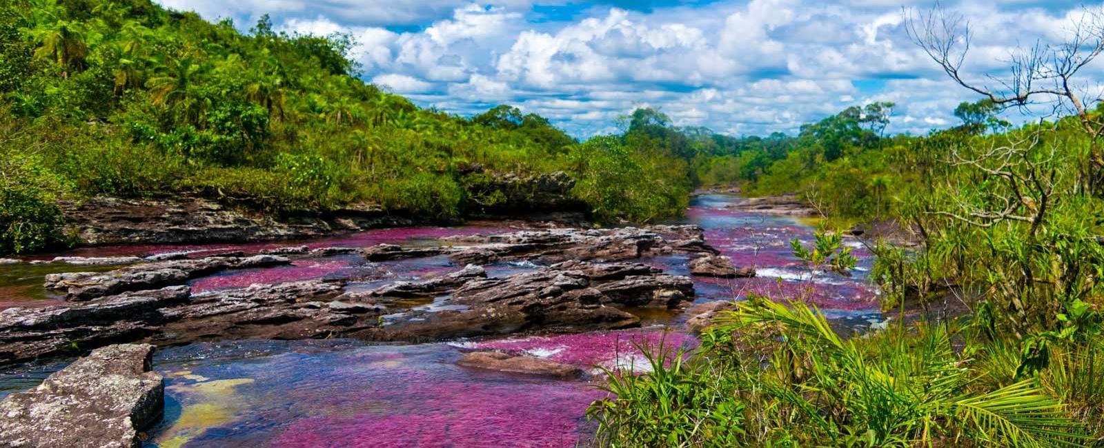 The ca o cristales river of five colours in colombia looks like a rainbow due to river weeds which blossom in different hues