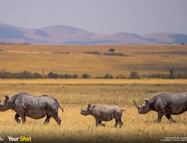 A group of rhinos is called a crash