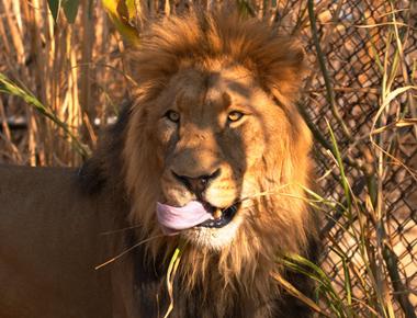 A male lion can eat up to 43 kg per day